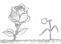 Una rosa y un clavel
